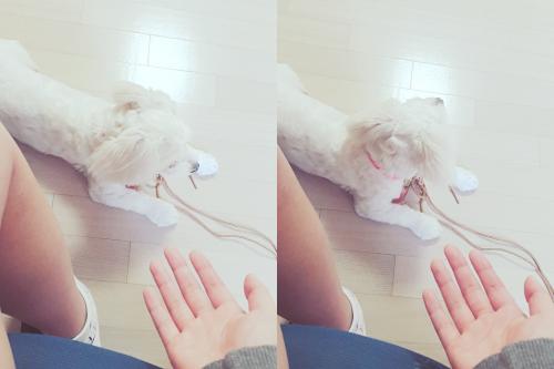 푸들흰색애기분양