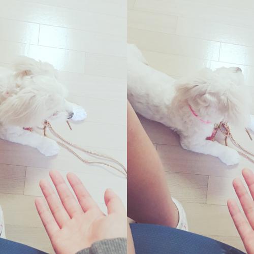 푸들흰색애기분양