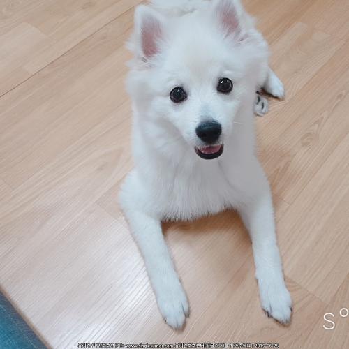 6개월 된 폼피츠 분양합니다.