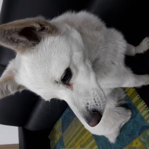 꼬리 아주 짧은  흰색  믹스견 (10kg) 찾고 있어요!!!