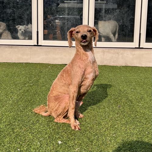 푸들아이 쿠키의 입양자를 찾습니다