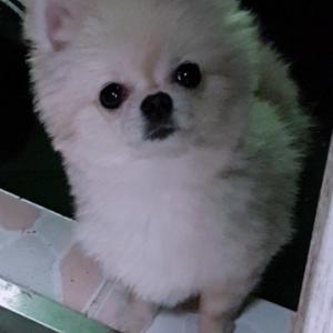 크림 포메라니안을 찾습니다 사례금100만원