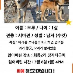 저의 가족을 찾습니다 평창 미탄