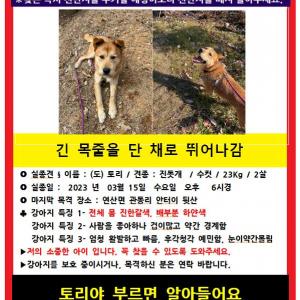 논산/연산/계룡 토리좀 찾아주세요 제발