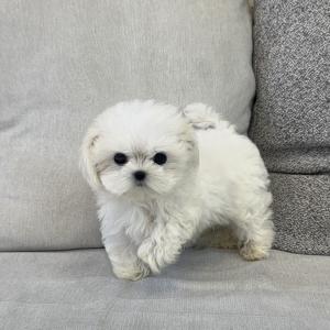 말티즈 귀염둥이 ３개월령 친구가 가족을 기다려요～～～