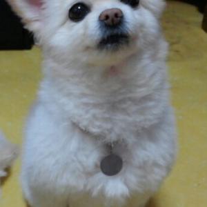 포메라이언 여아 (9살) 찾습니다. (화양동, 화양파출소, 화양동사무소)