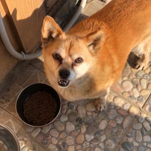 김포 학운리 강아지가 없어졌습니다.