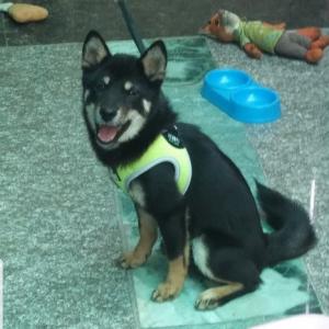 시바견을 찾습니다.