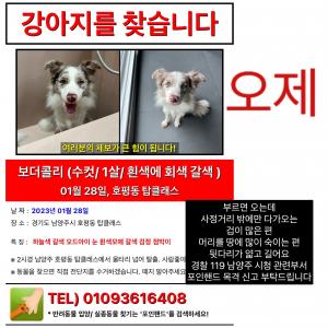 보더콜리 오제 애타게 찾습니다