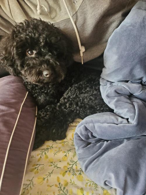 검은색 푸들 보호중입니다.