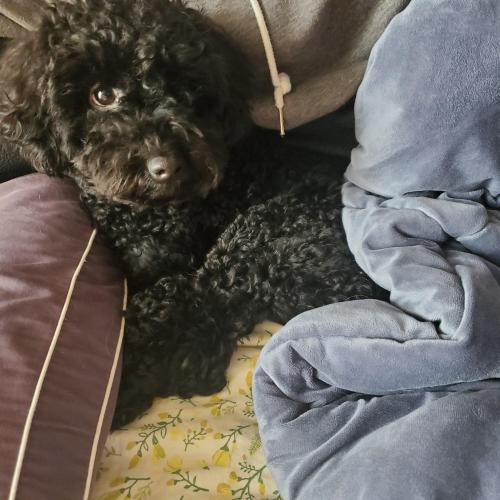 검은색 푸들 보호중입니다.