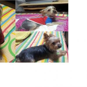 강아지 찾습니다.(부산 금정구 부곡동에서 요크셔테리어를 잃어버렸습니다.)