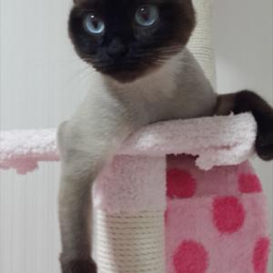 구미시 인의동/샴고양이 찾습니다..!!