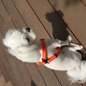 저희 몽쉘이를 찾아주세요