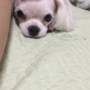 저희 몽쉘이를 찾아주세요