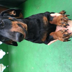 닥스훈트 깡이를 찾아주세요ㅠㅠ