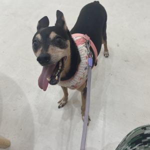 검정색미니핀찾아요