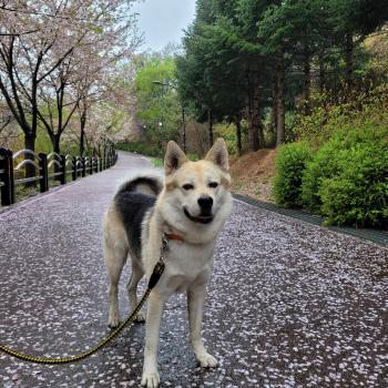 광명 스피돔 근처에서 대형견을 잃어버렸습니다.