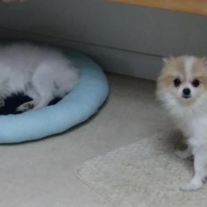 [경기도 남양주시 수동면 운수리]여아/포메라이안/찾습니다