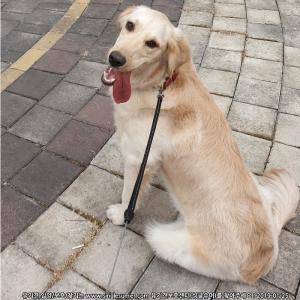 (여) 골든 리트리버 믹스