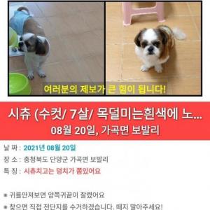 시츄를 찾습니다