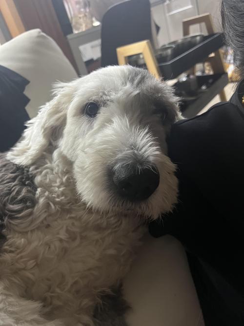 9살 잉글리시 쉽독 입양보내요