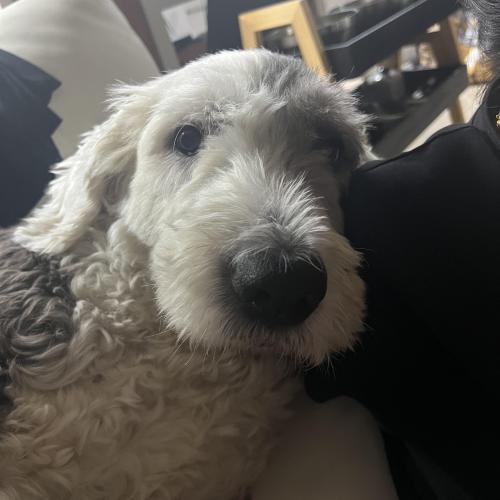 9살 잉글리시 쉽독 입양보내요