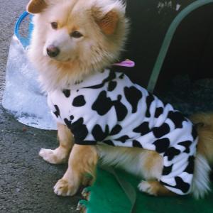 개죽이찿아요사례금■ 500.000 ■만원