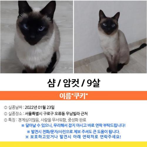 구로구 오류동 고양이를 찾습니다