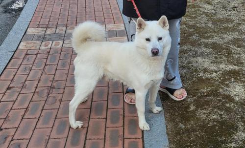 파주 수컷 흰색 진돗개 보호중입니다.