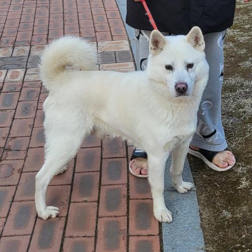 파주 수컷 흰색 진돗개 보호중입니다.