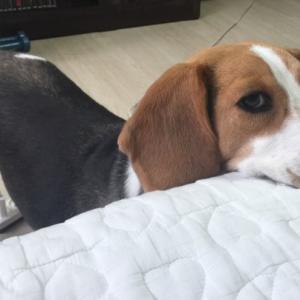 탱이(비글)를 찾습니다