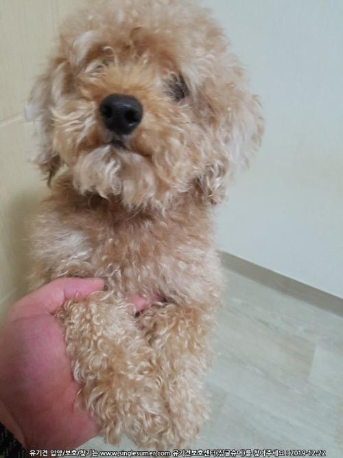 용산구 후암동 갈색 곱슬털 (푸들??..)