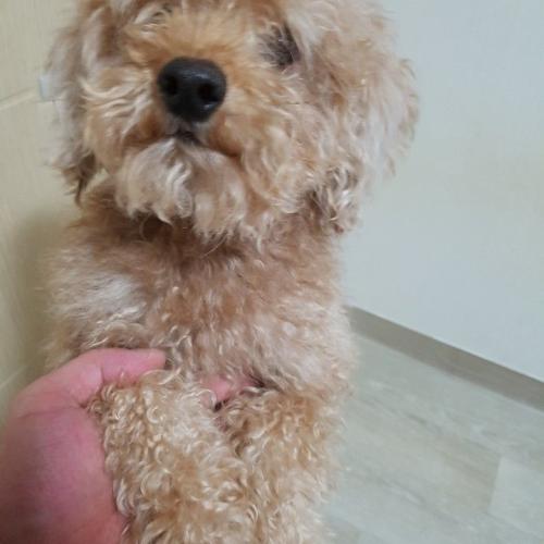 용산구 후암동 갈색 곱슬털 (푸들??..)
