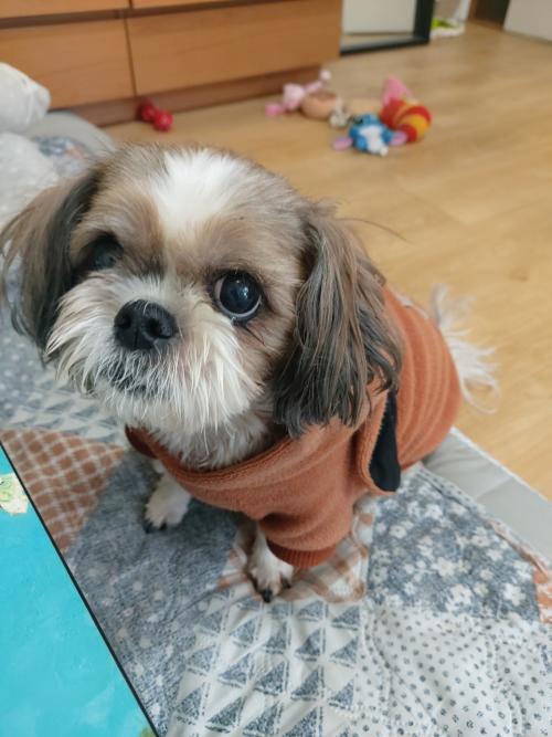 시츄 강아지 찾아요