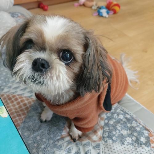 시츄 강아지 찾아요