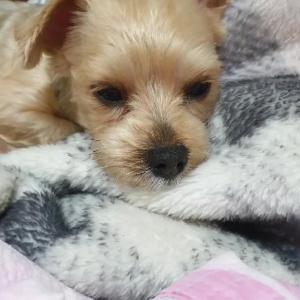 몽순이-공원에서 찾았어요