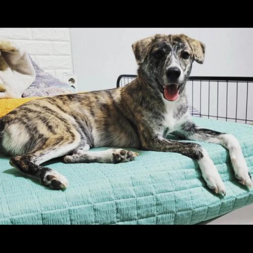 진돗개 믹스 분양합니다 8개월 여아 (중성화완료/접종5차완료)