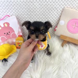 ( 50만 ) 똘망똘망한 눈망울의 소유자 요크셔테리어 왕자님 가족을 찾습니당