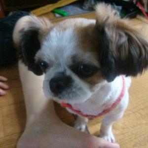 경상북도 경산시 남방동 시추 여아 "봉순이"를 찾습니다 사례금 100만원