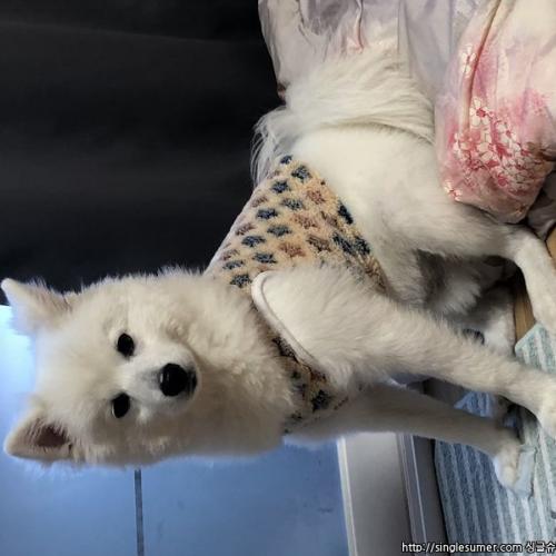 폼피츠 분양합니다