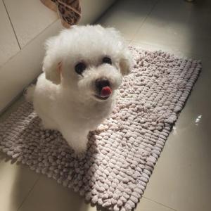 후암동 흰색 푸들 찾습니다. (토이푸들)