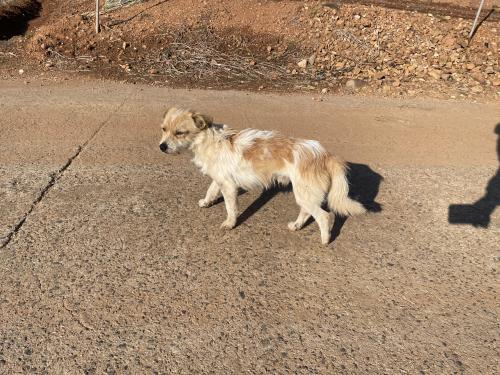 강아지 주인 찾아요