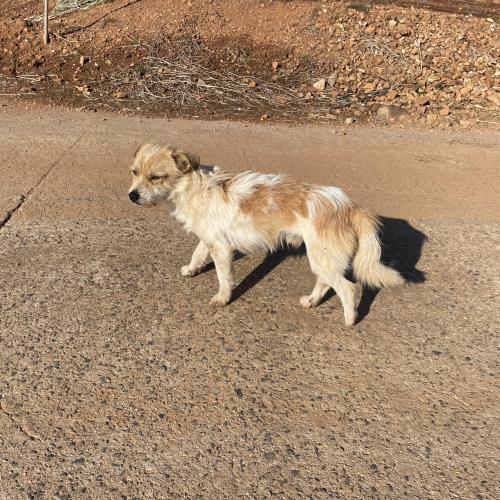 강아지 주인 찾아요