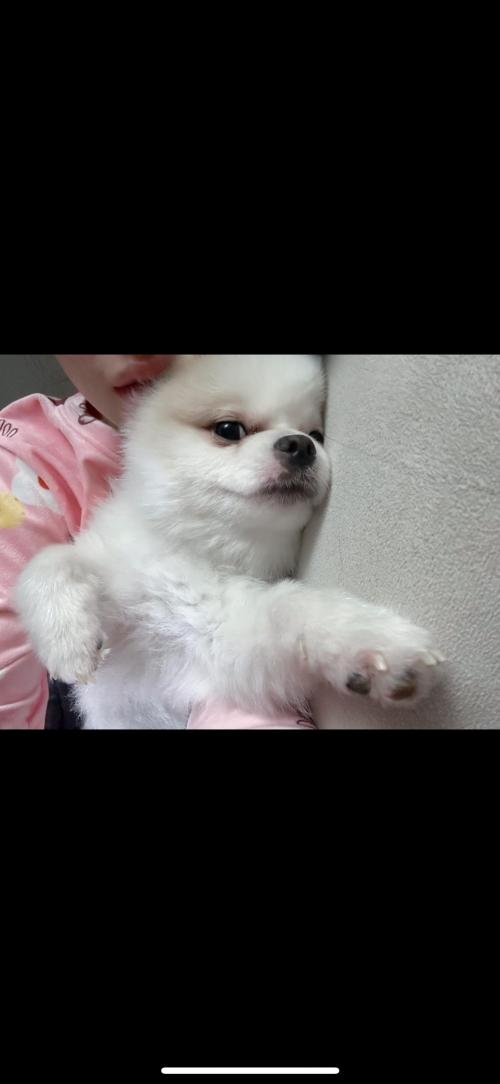 두마리같이 분양보내요