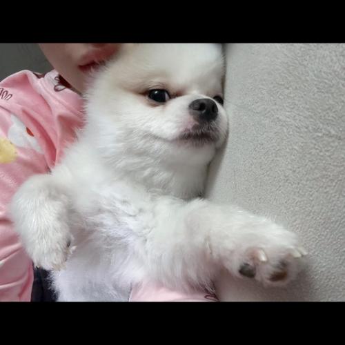 두마리같이 분양보내요