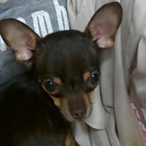 콩이가없어졌어요(성북구 장위1동 )