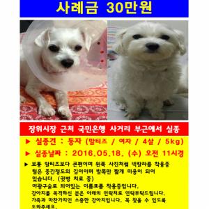 말티즈 여아 찾습니다!!