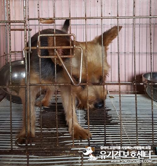 유기견 요크셔테리어 남아 '요요' 분양 글 올립니다~