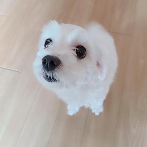 말티드 3살 여아 분양합니다